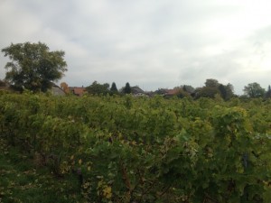 IMG_4651